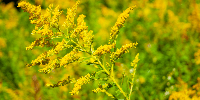 Ragweed Pollen and Fall Allergy Season