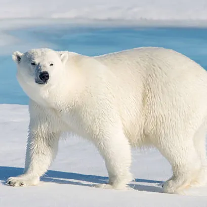 Polar Bear - Instrumental | Buy Beats and Samples | BeatStore