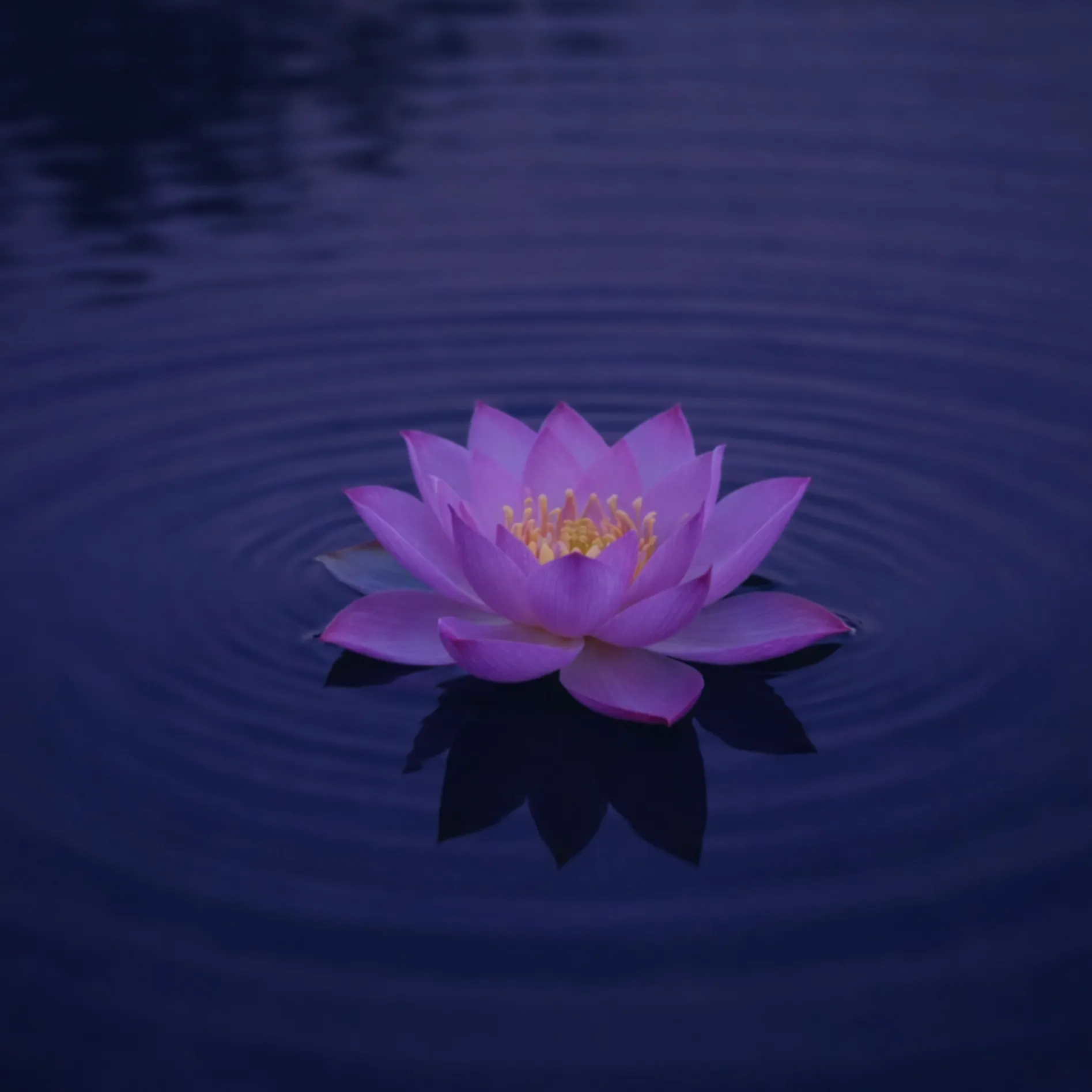 Lonely Lotus | Buy Beats and Samples | BeatStore