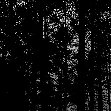 Dark Forest | BeatStore Rap Beats and Samples