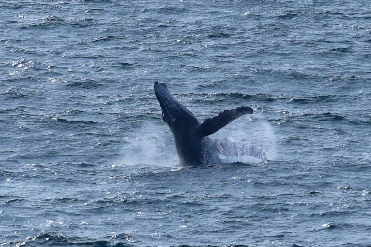 ECOS del Océano: una exposición que incluye las pruebas que defienden a las ballenas del Golfo de California
