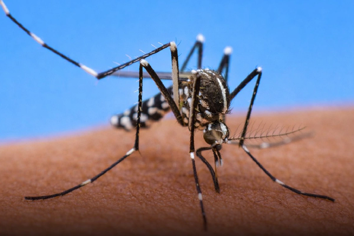 Este año se duplicó en Quintana Roo el nñumero de contagios por picadura del mosquito del dengue. Foto X/SSaludmx.