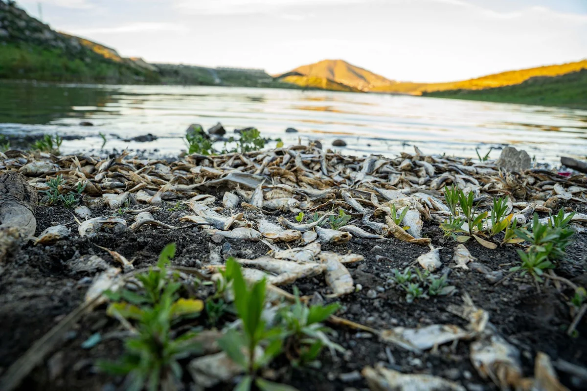El año pasado ocurrió la mortandad de peces a gran escala. Foto: Cuartoscuro.