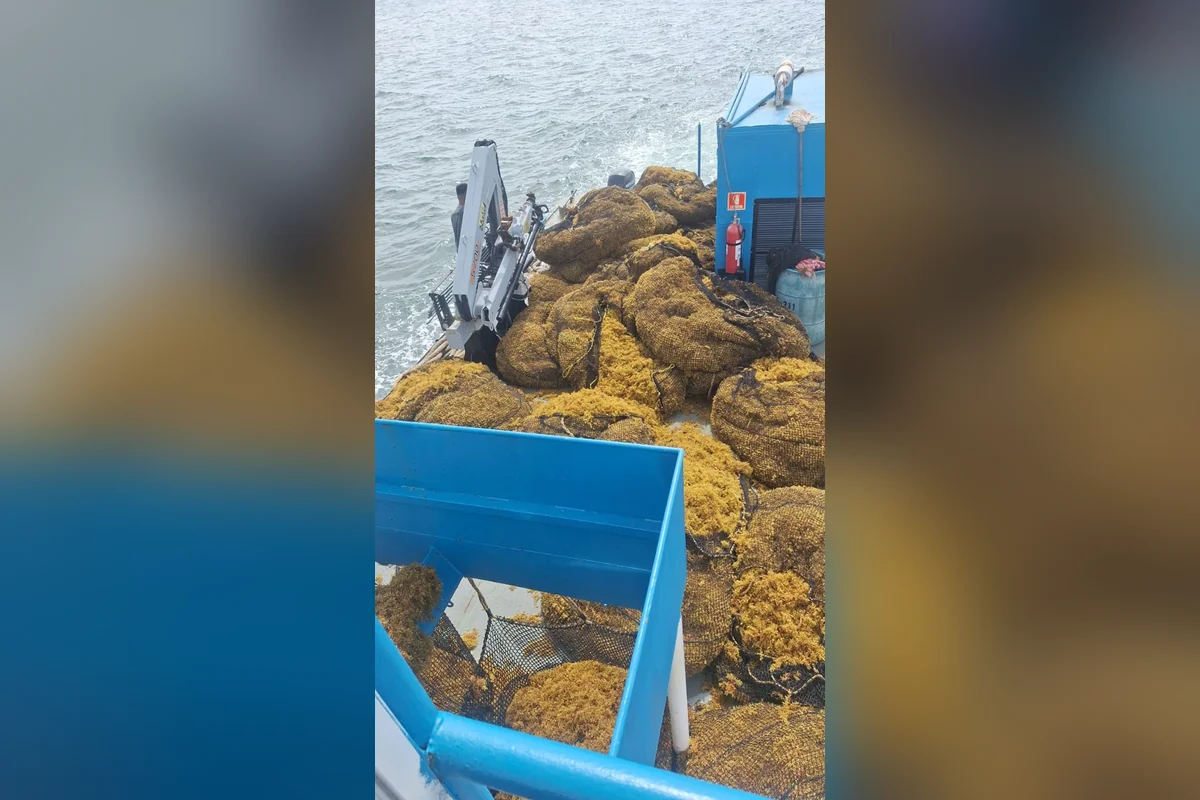 La llegada masiva del sargazo destruyó las redes de contención en alta mar. Foto: Cuartoscuro.