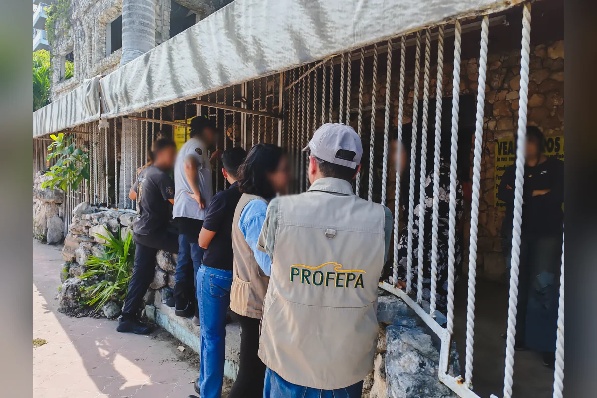 Llevaban veterinarios para revisar el estado de salud del felino. También estaba personal de la Alianza Nacional para la Conservación del Jaguar. Foto: Profepa.