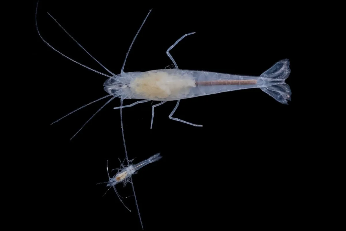 En los ríos subterráneos de Quintana Roo se han encontrado especies endémicas, cuya población ha disminuido por la deforestación. Foto: Cenotes Urbanos.