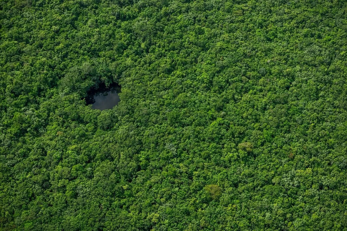 Millones de hectáreas ya están bajo protección del Gobierno y de los activistas en el norte de Quintana Roo. Foto: Cenotes Urbanos.