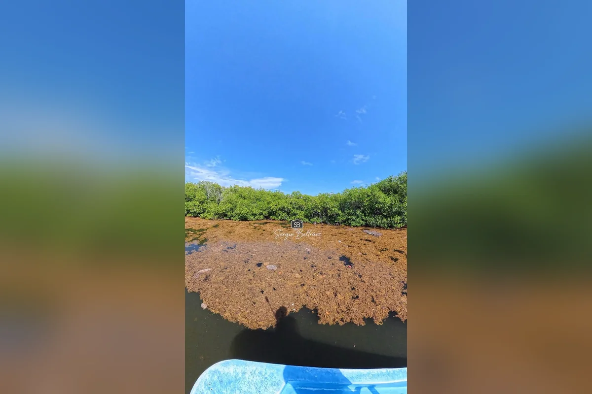 Con las lluvias y las mareas, el afluente tiene un sistema de limpieza automática, pero con la sequía, el alga se queda entre los manglares. Foto: cortesía de Sergio Beltrán.