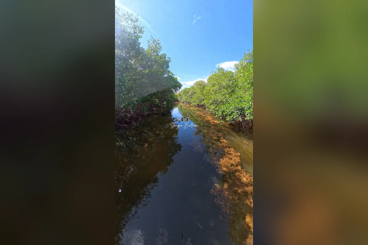 Por las curvas del Río Bacalar Chico, el sargazo tiende a quedarse entrev el manglar, lo cual daña al ecosistema del manglar. Foto: cortesía de Sergio Beltrán.
