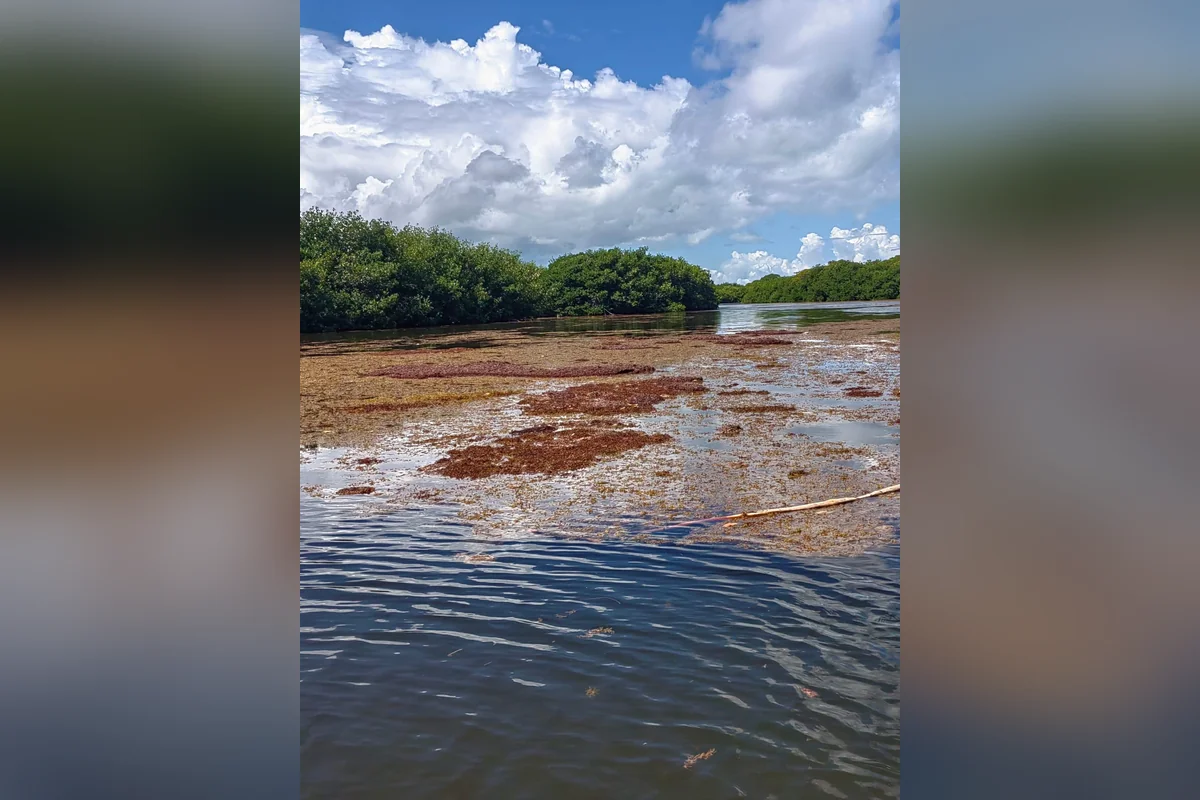 Hay ocasiones en las que el sargazo cubre cas por completo toda la superficie del canal en que conecta a la bahía de Chetumal. Foto: cortesía de Sergio Beltrán.