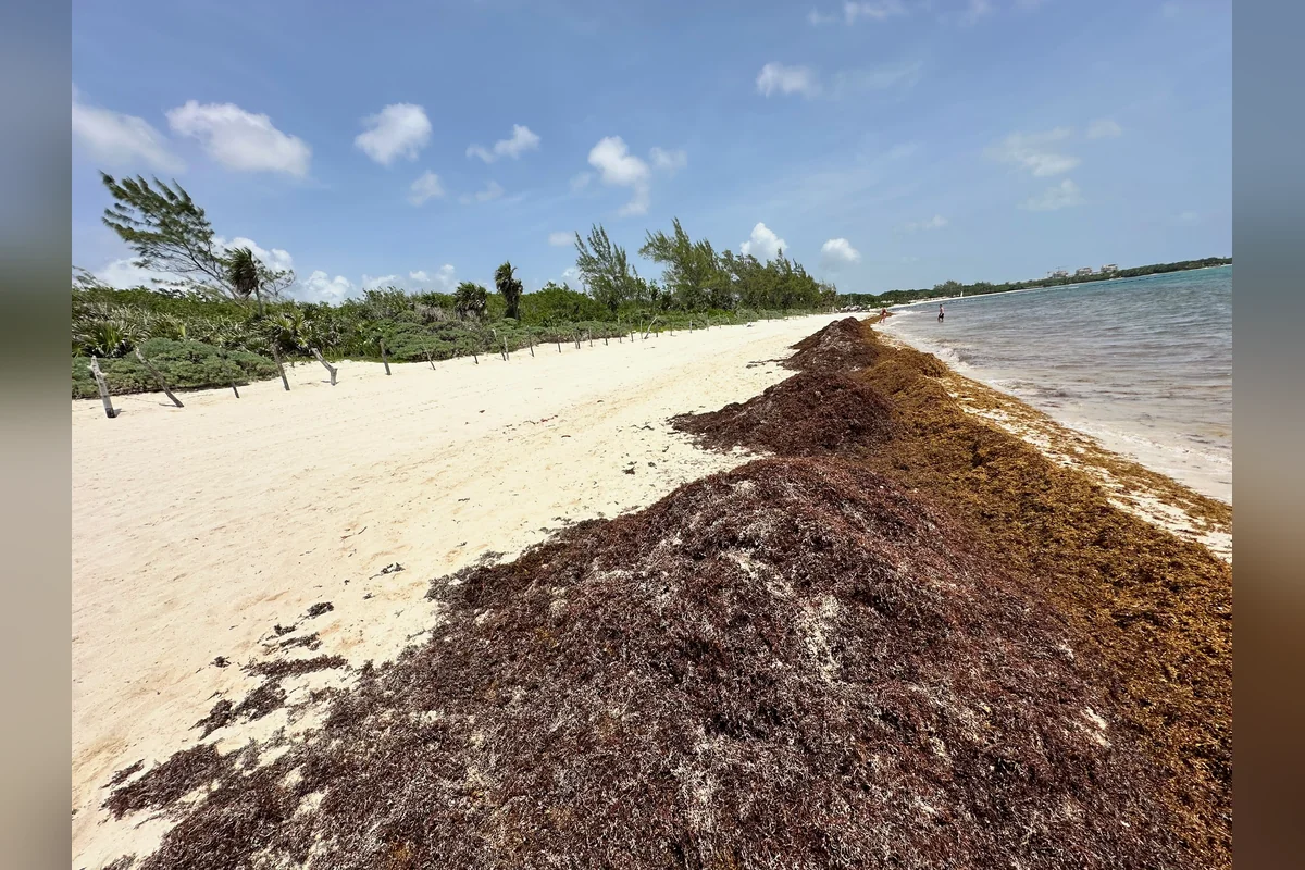 Chen Zubul, el “pulmón verde” en Playa del Carmen se ubica en la zona costera cerca de la colonia Luis Donaldo Colosio. Foto: Haidé Serrano.