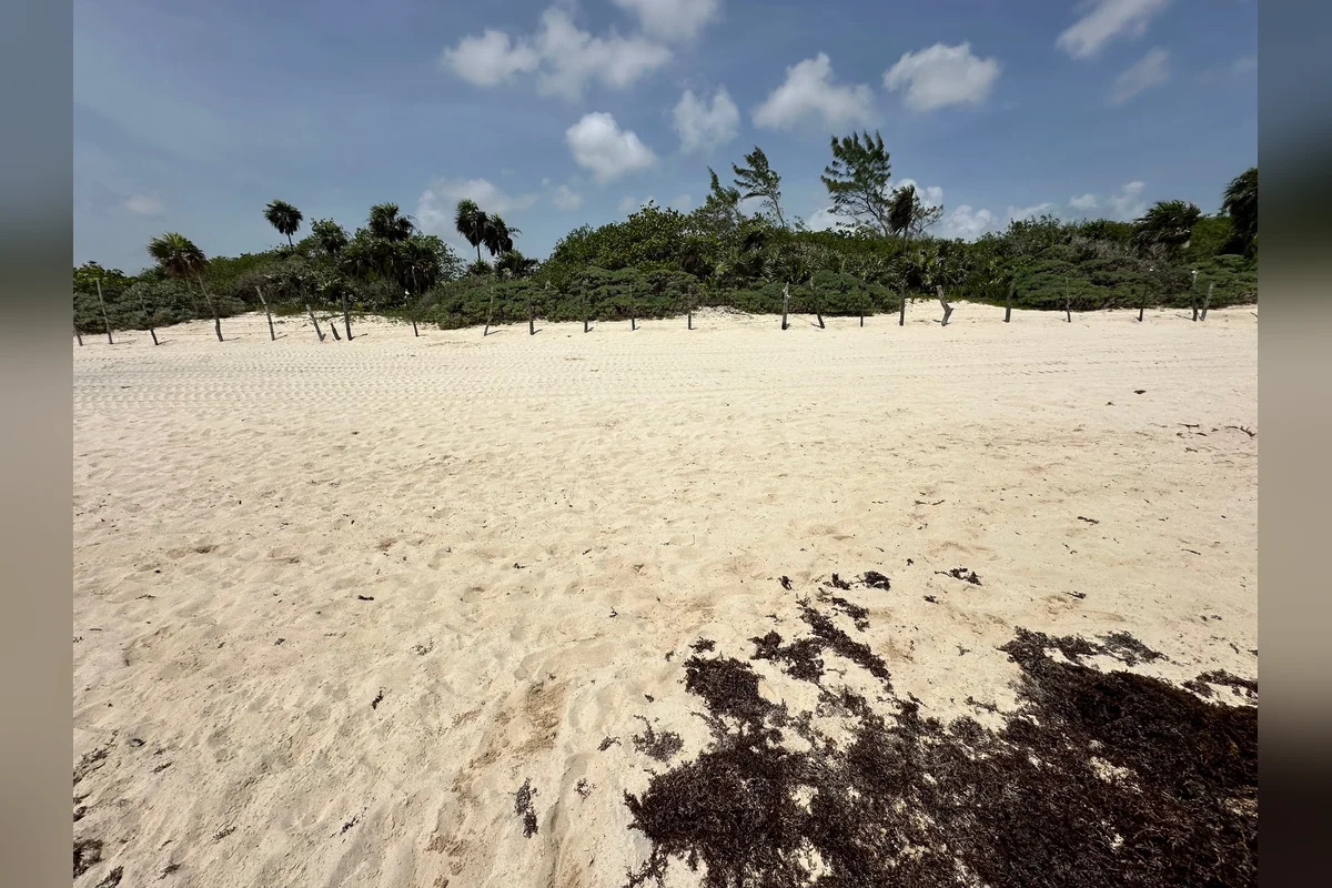 Proteger la playa y los manglares cercanos es la prioridad de los ambientalistas en Playa del Carmen. Foto: Haidé Serrano.