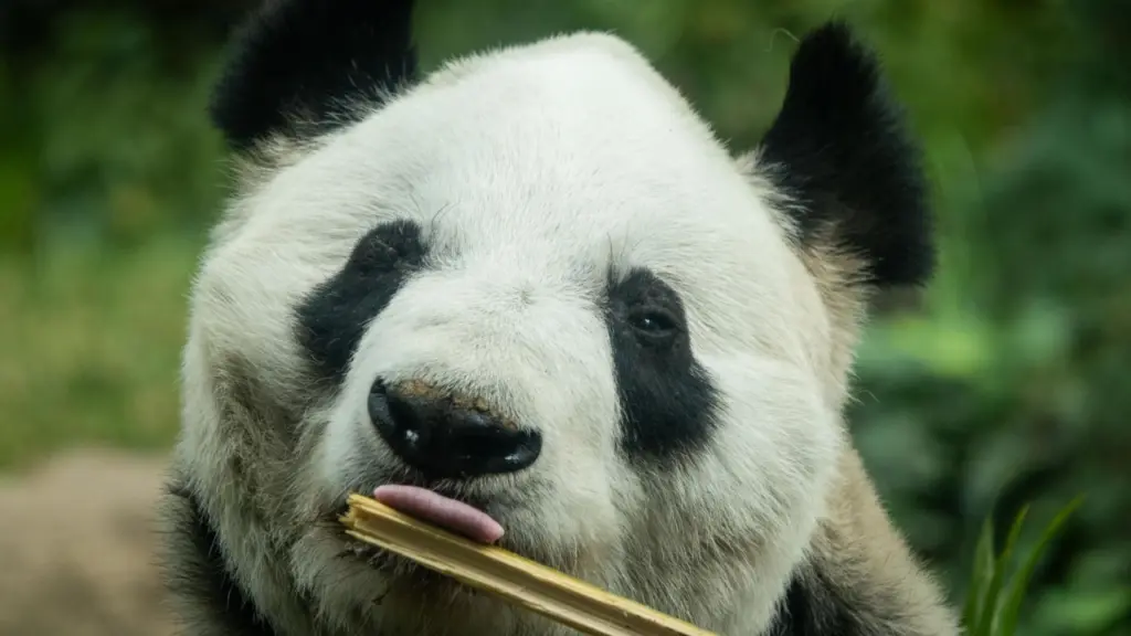 ejemplar-panda