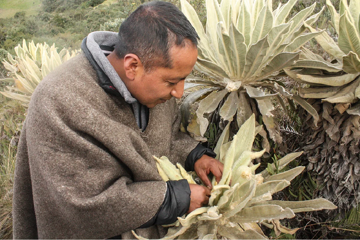 Andrés Chalparizan evaluando uno de los frailejones del páramo de Cumbal. Foto: Mongabay Latam | Andrés Bermúdez Liévano