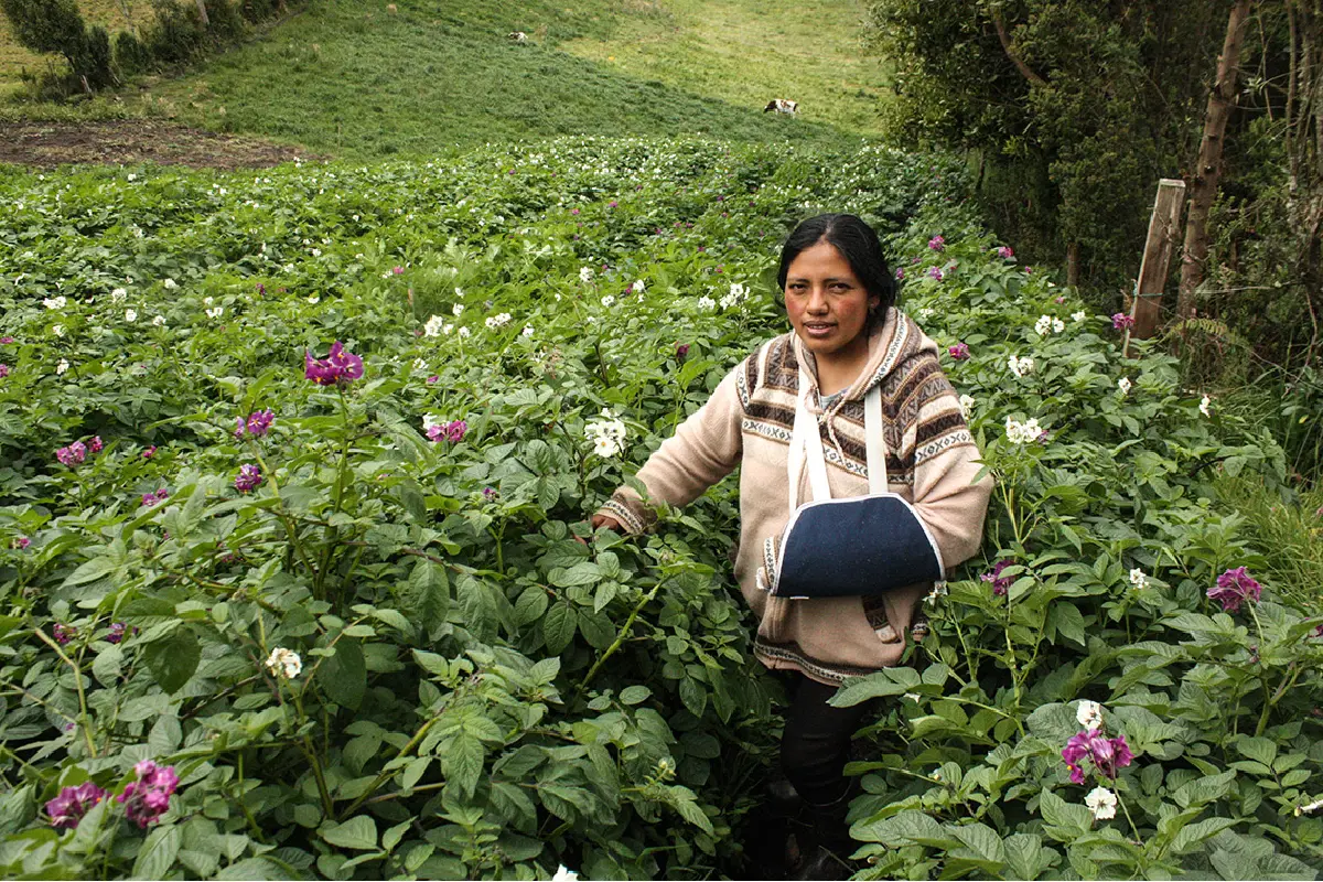 Irma Chinguad trabaja en la siembra de papas nativas. Foto: Mongabay Latam | Andrés Bermúdez Liévano