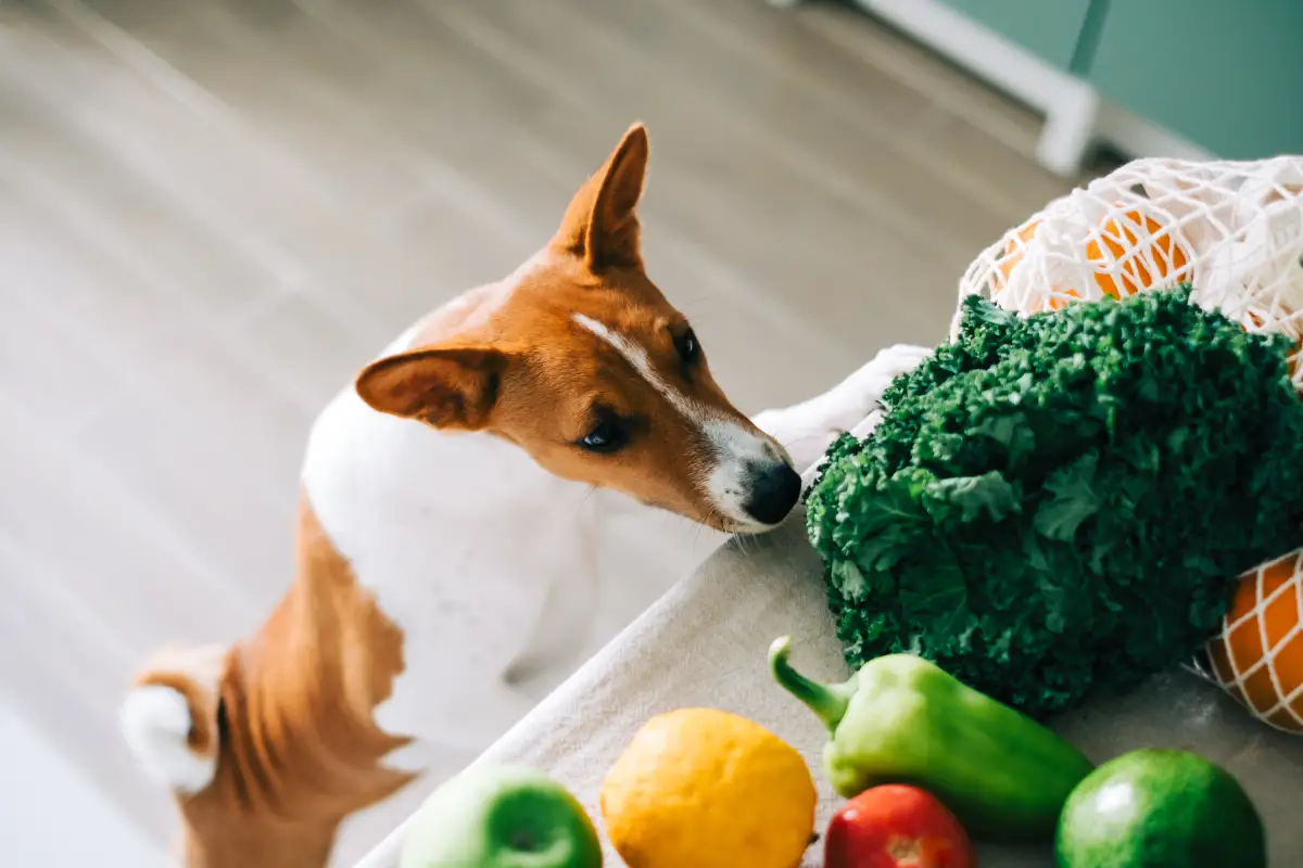 perro buscando comida