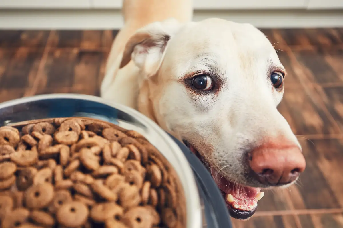 perro mirando croquetas
