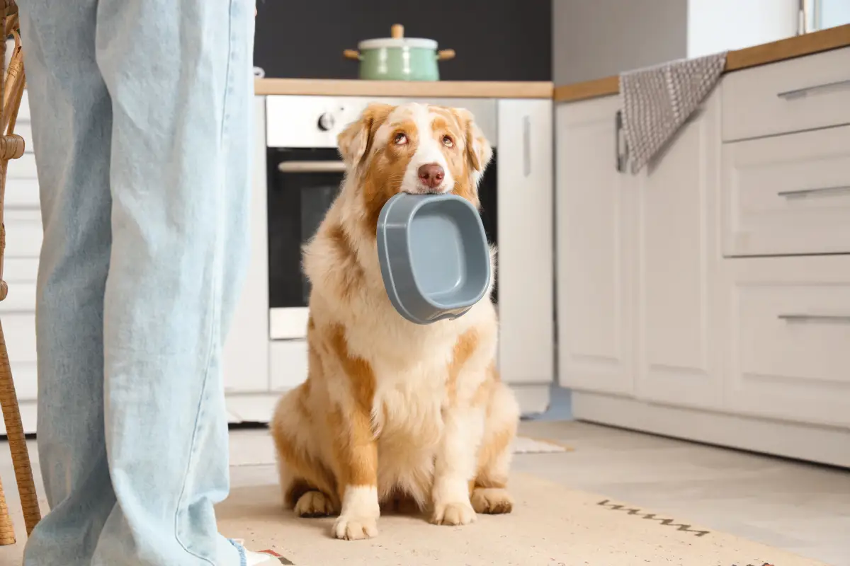 perro sosteniendo su plato