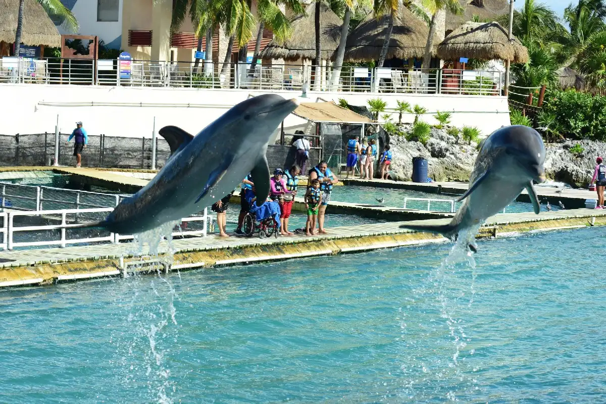 delfines cancún ventura park