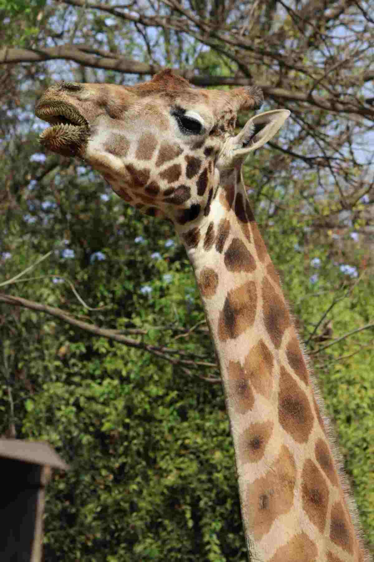Jirafa Fortunata
