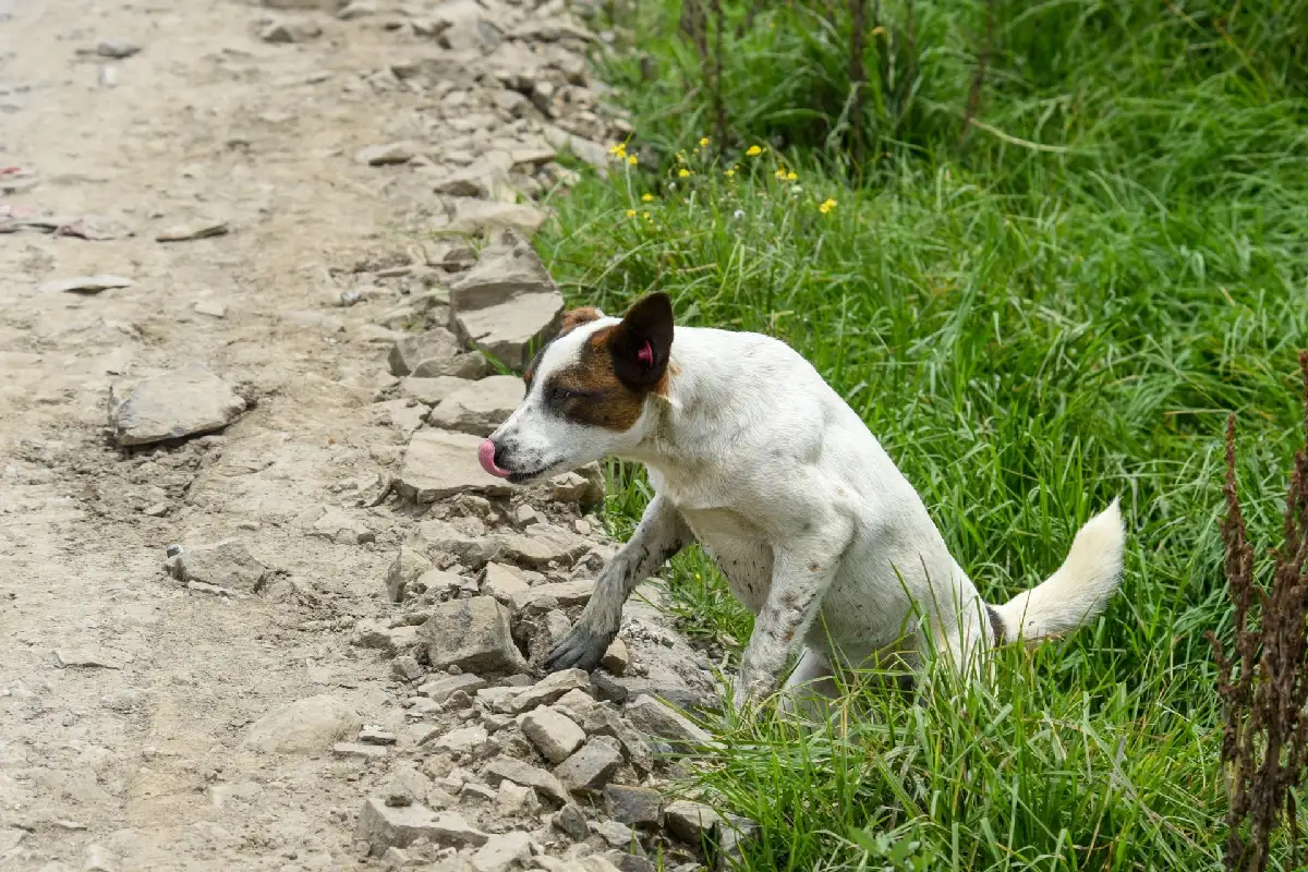 Senado avala nueva Ley de Bienestar Animal; obliga a garantizar cuidado y trato digno