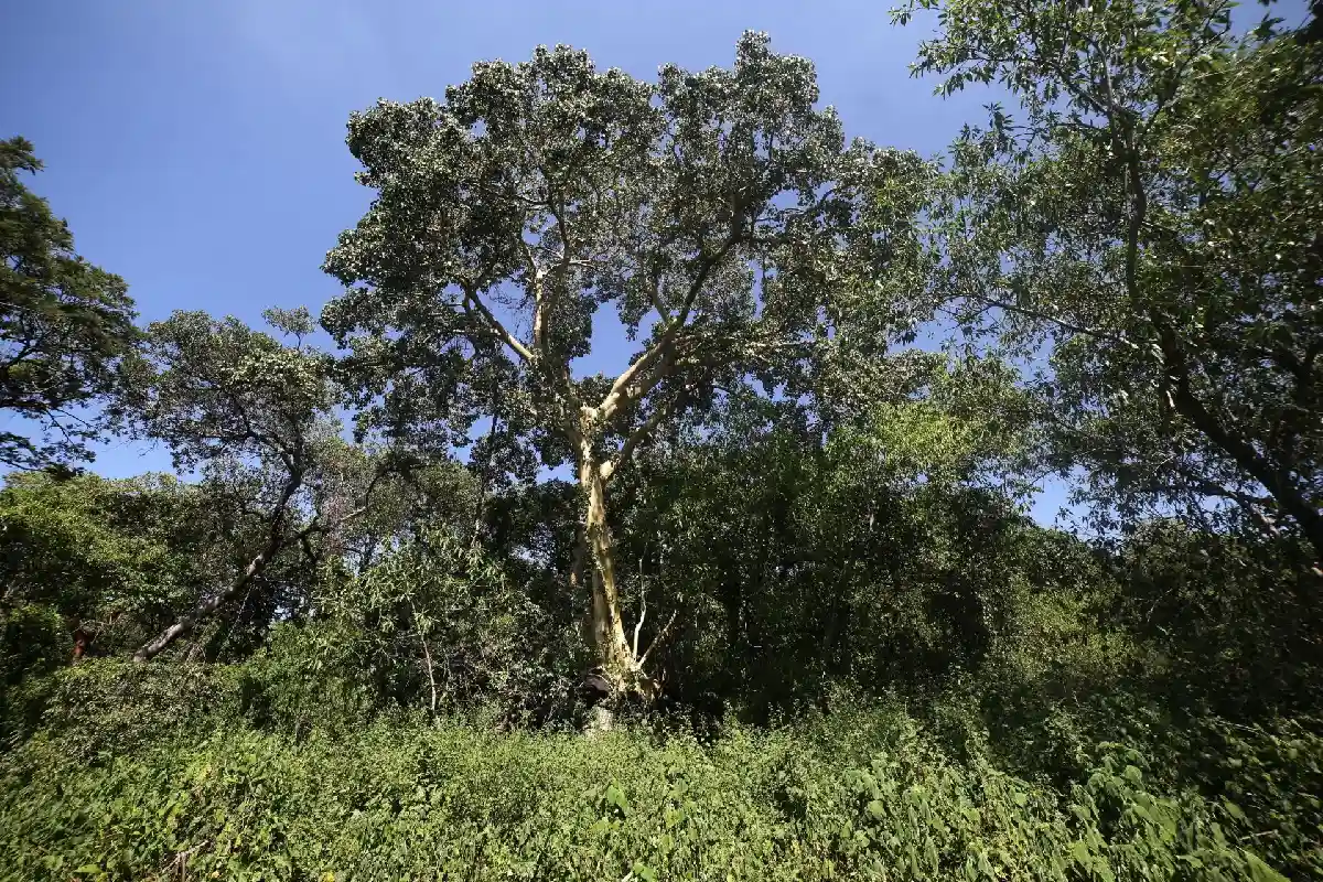 nueva ley ambiental mexico sheinbaum