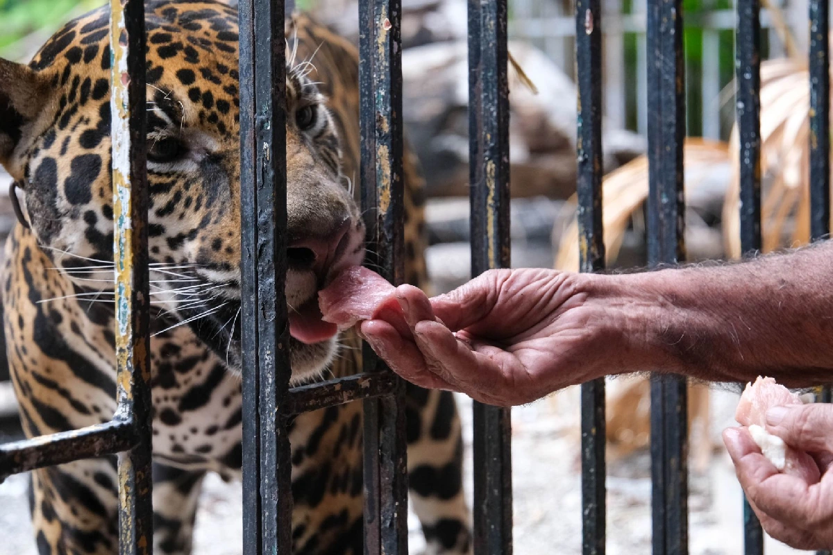 Los expertos denuncian irregularidades en el manejo de animales.