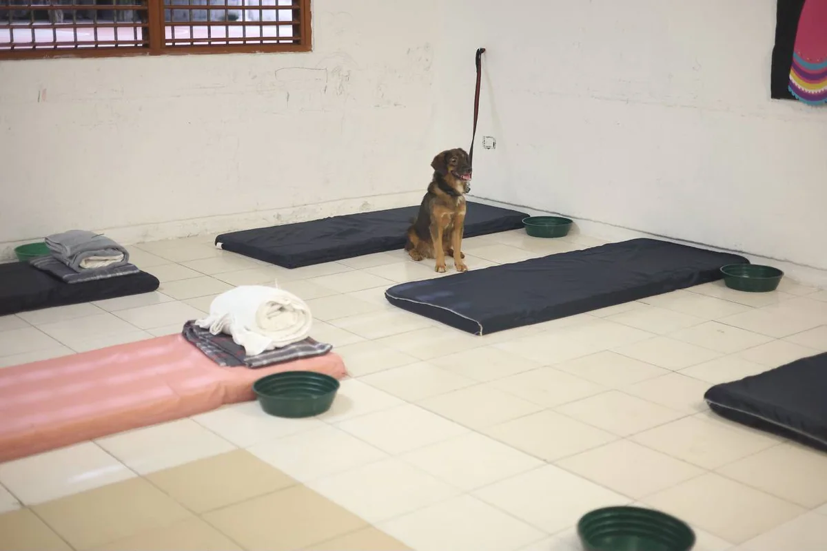 Entre los albergues que ha dispuesto el Ayuntamiento hay uno en el que se permitiría a las familias llegar con sus mascotas. Foto: Gobierno Benito Juárez.