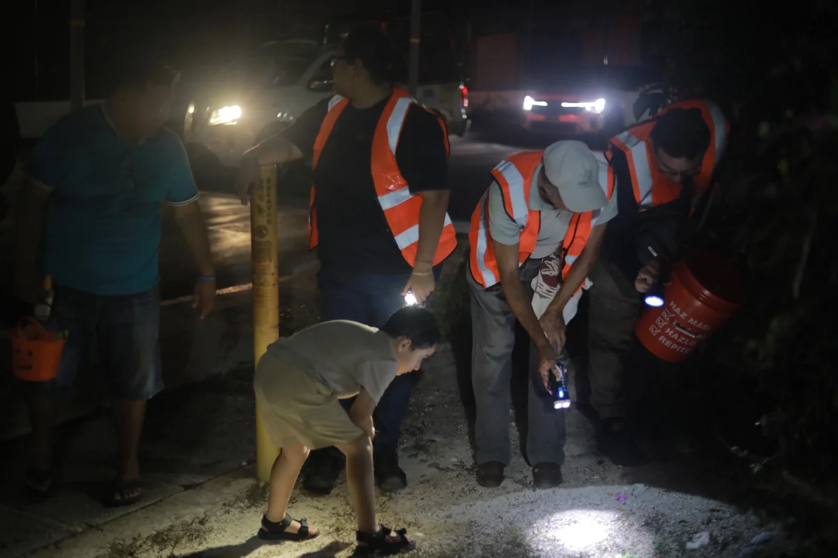 Autoridades y voluntarios vigilan de cerca la salida de los cangrejos en el manglar y su llegada a las costas. Foto: Ayuntamiento Benito Juárez.