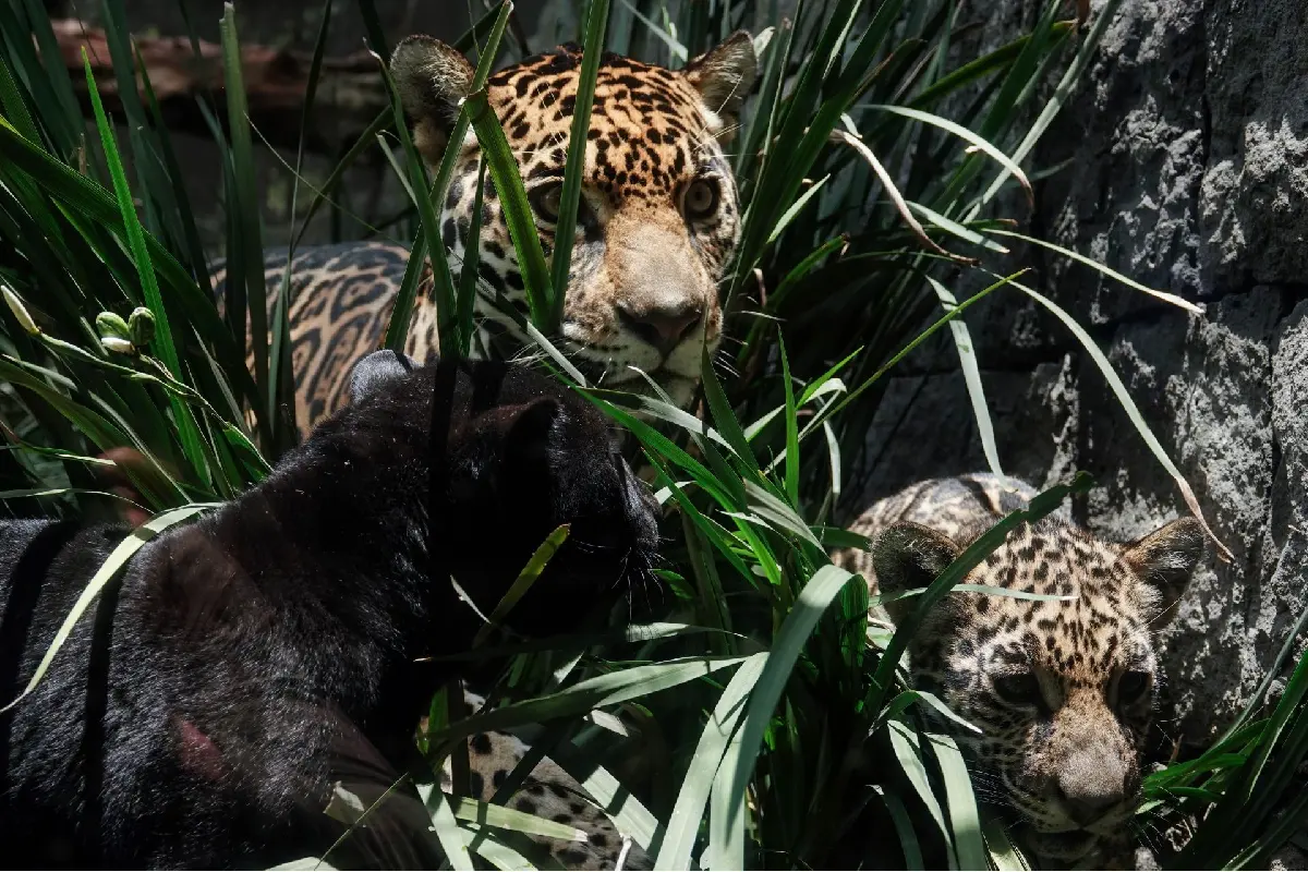 La Gran Selva Maya llega a la COP17 de Biodiversidad