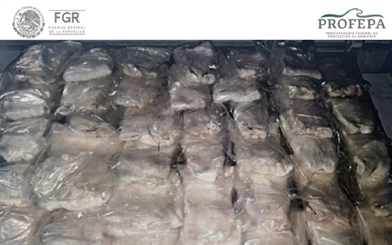 Tráfico totoaba