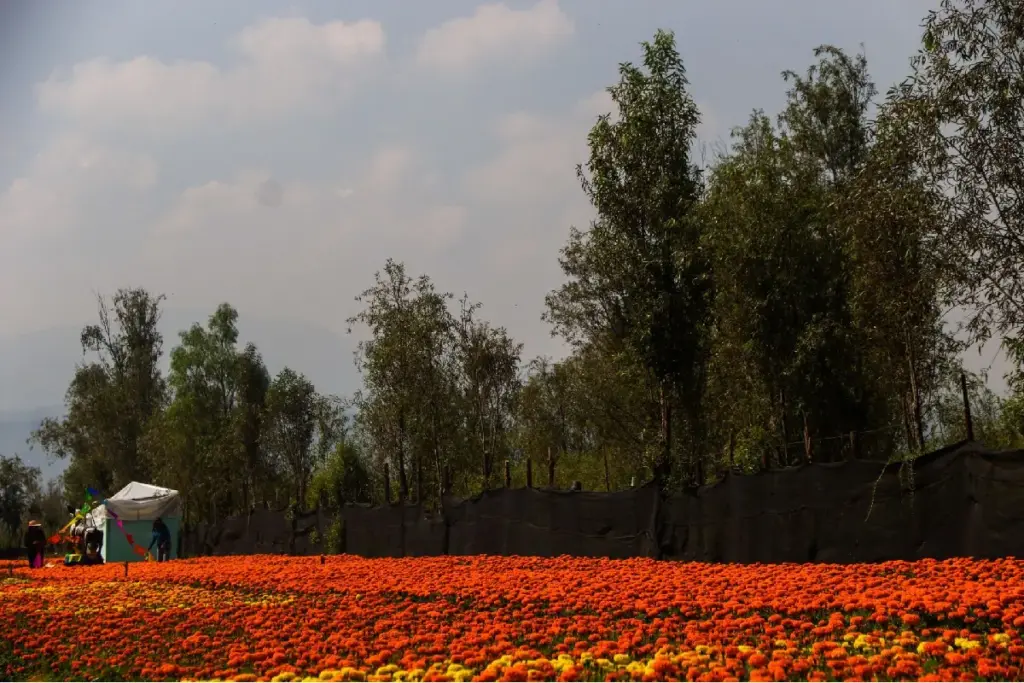La flor de cempasúchil suele ser cultivada en zonas como Xochimilco, Tláhuac y Milpa Alta.