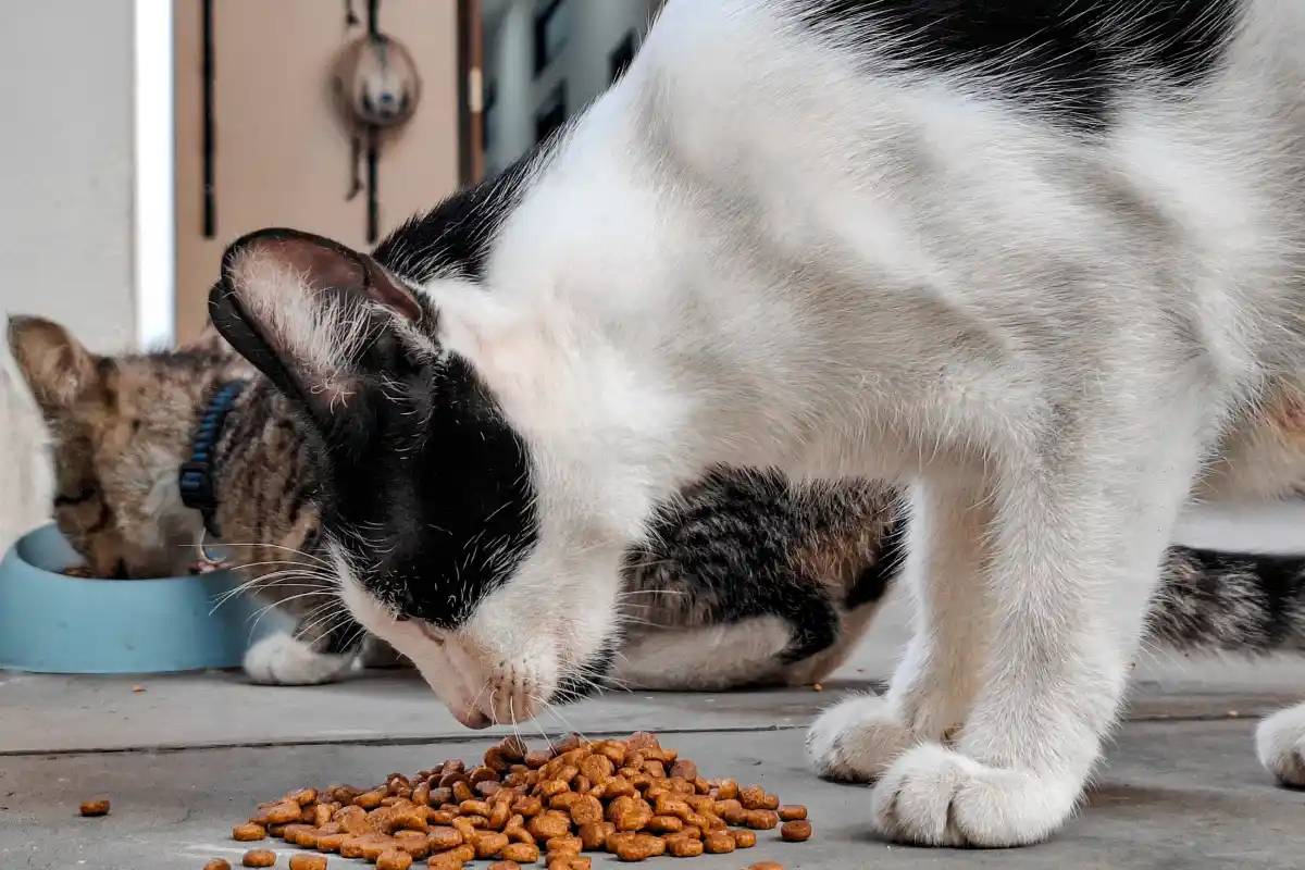 Serie de gatos comiendo croquetas 