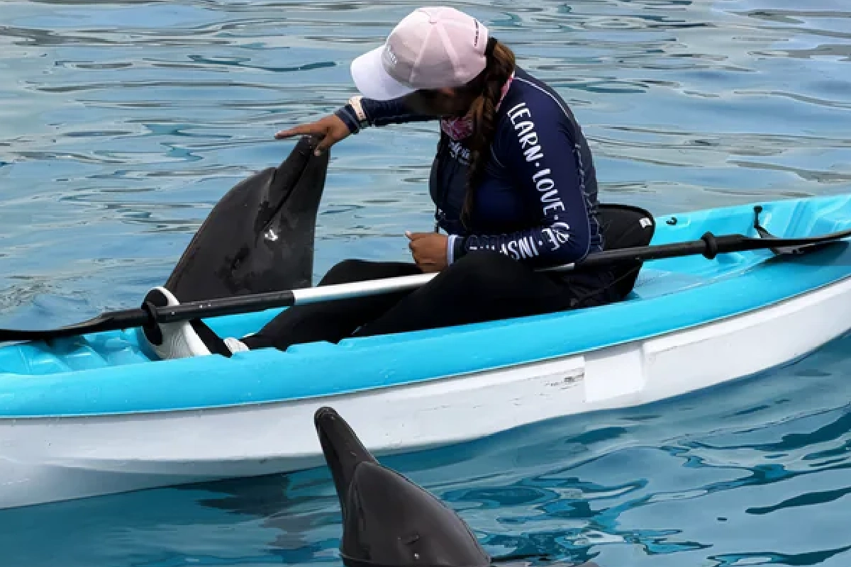 Las autoridades aseguran que las condiciones han mejorado para los delfines.