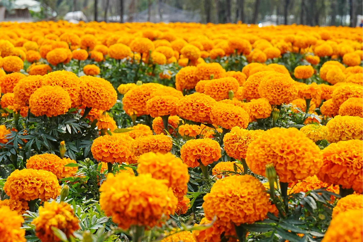 En Xochimilco y Tláhuac, 596 productores cultivaron casi 10 millones de plantas de cempasúchil.