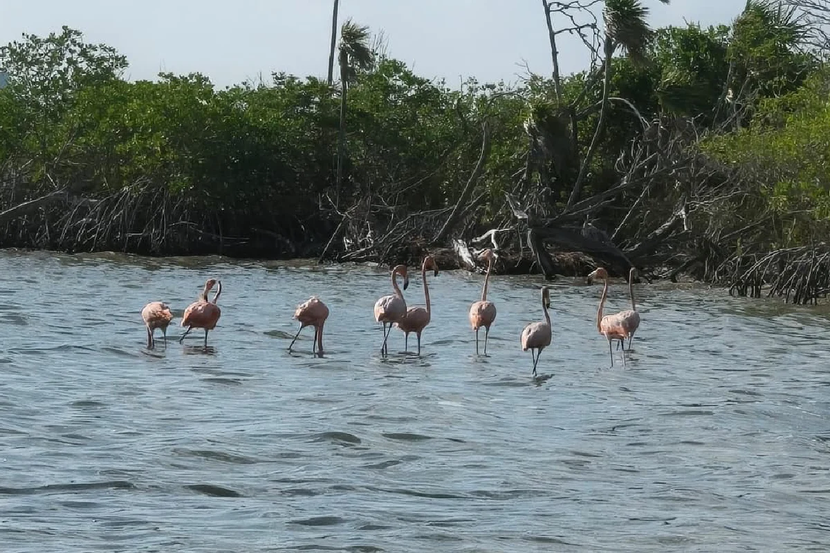 Los flamencos han sido observados en la Laguna Nichupté de Cancún.