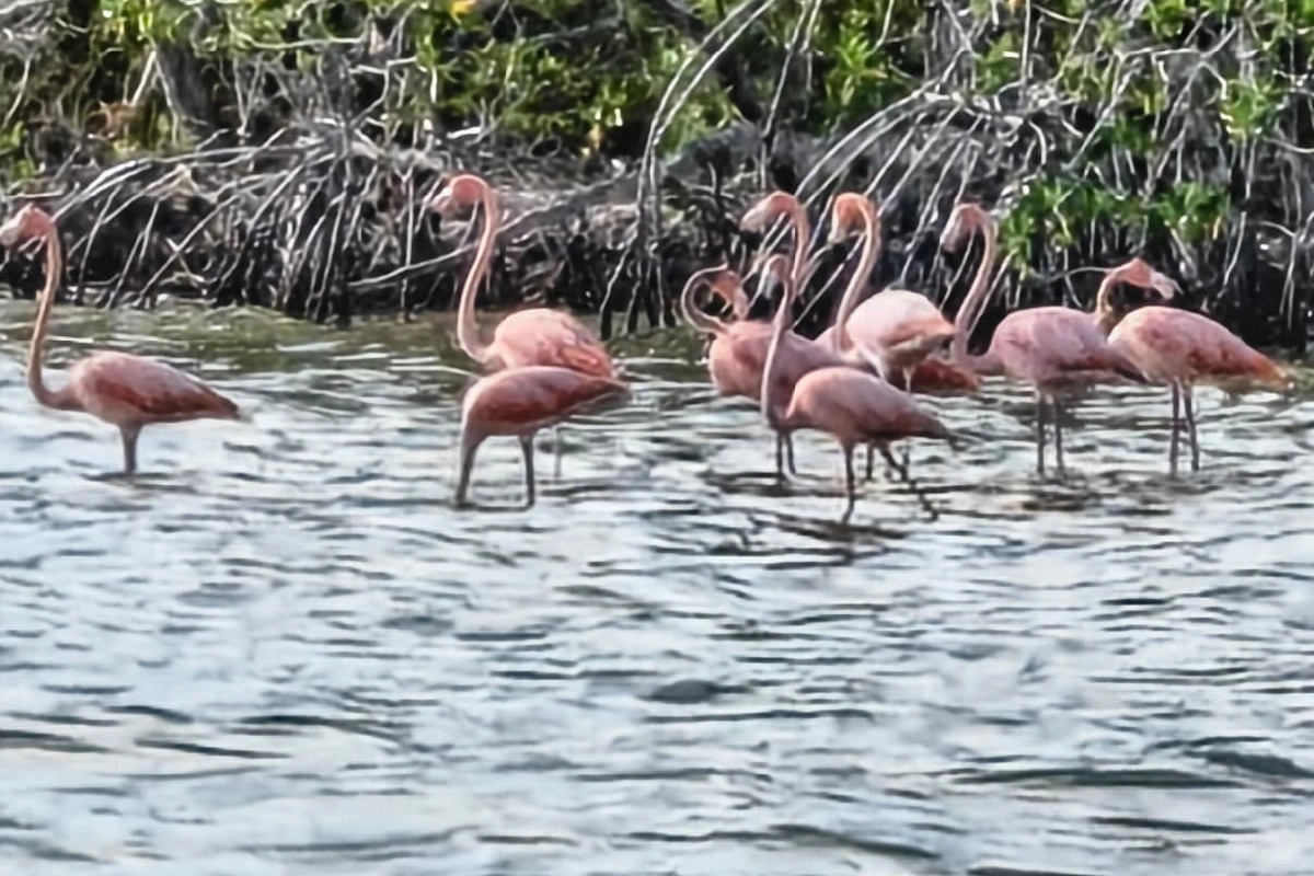 Los flamencos han sido observados en la Laguna Nichupté de Cancún.