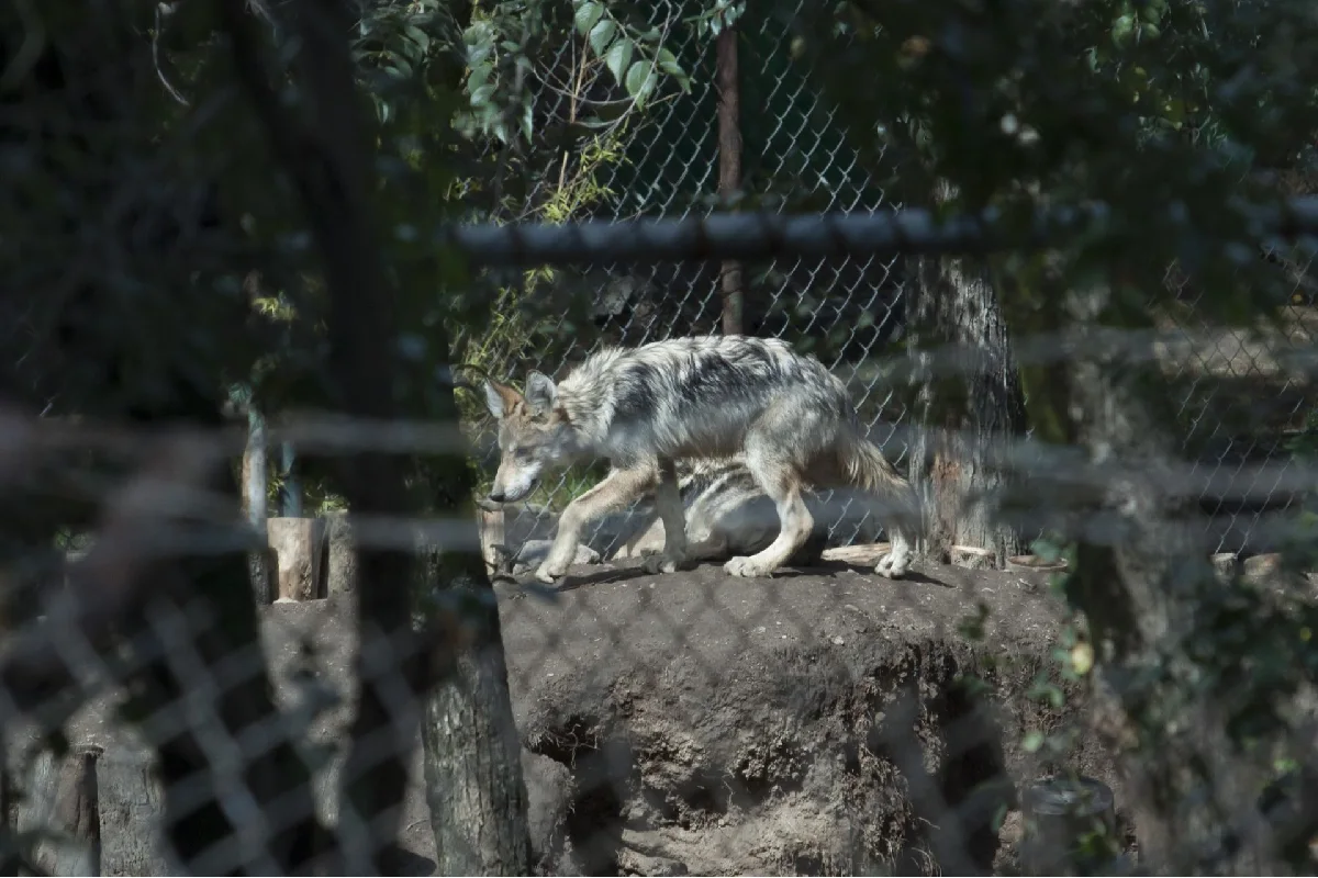 Acusan a EU por incumplir en la protección del lobo gris mexicano