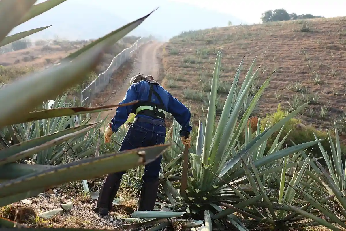 producción mezcal