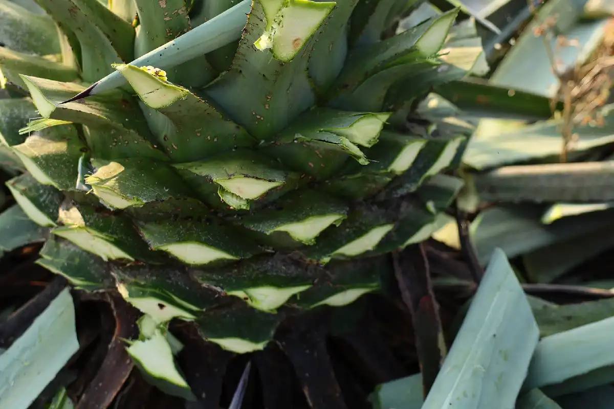 piña de agave