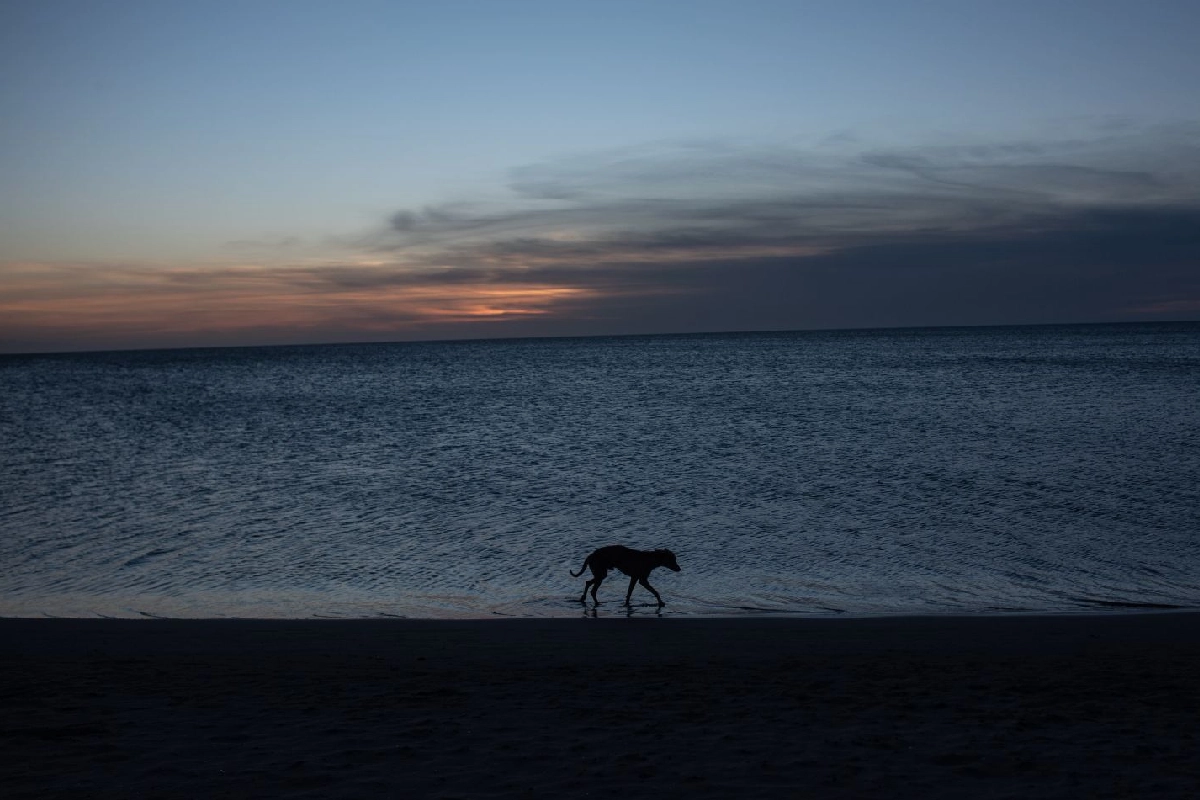 México es uno de los países más violentos contra animales.