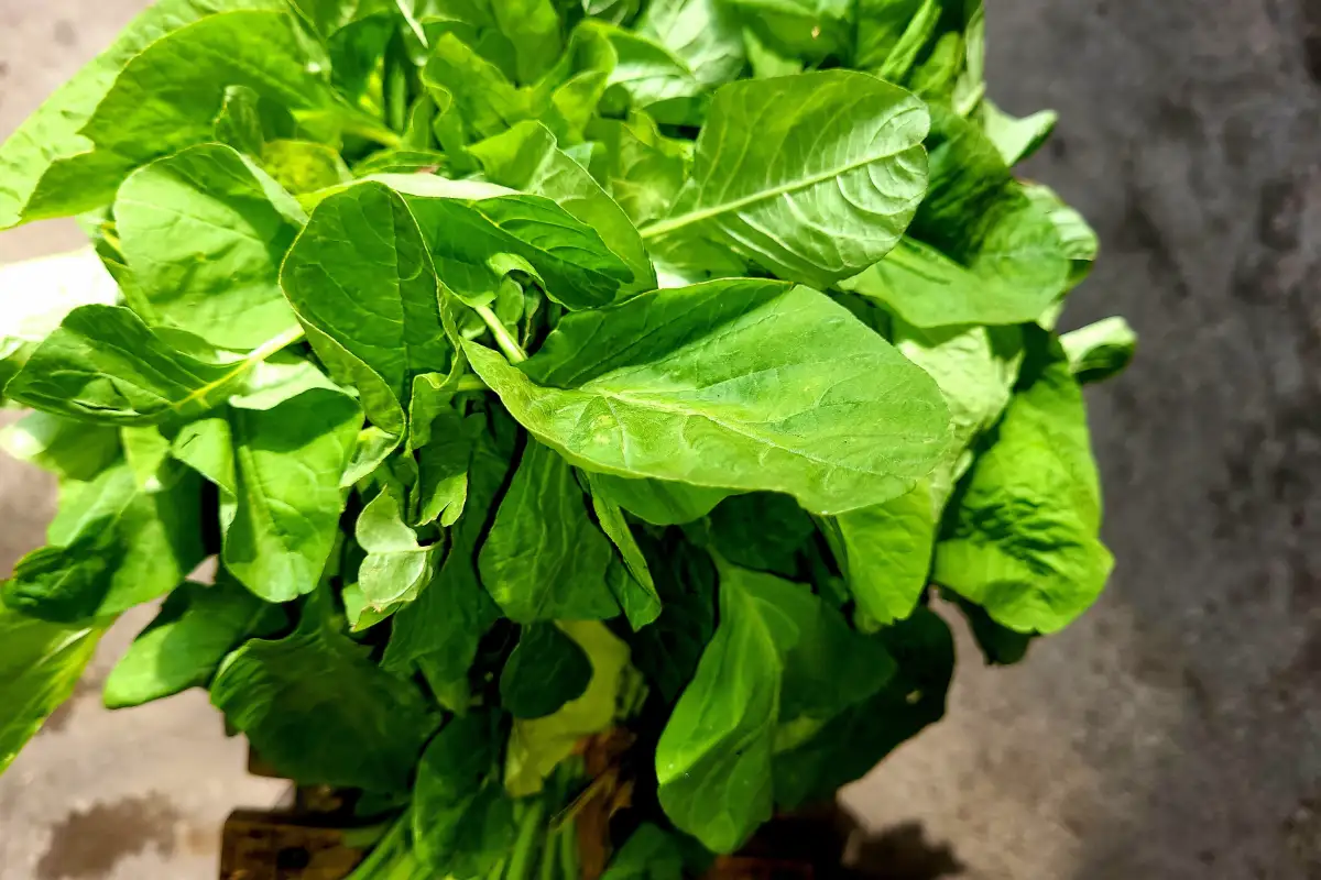Manojo de espinacas verdes