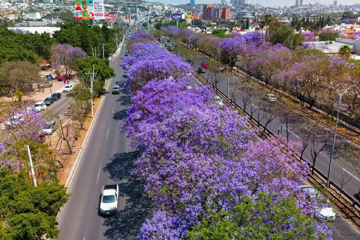 querétaro arrendamientos