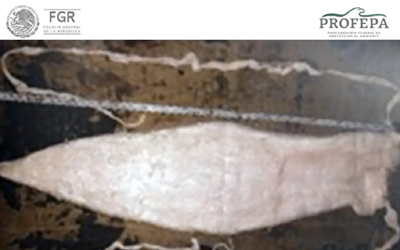 trafico totoaba 