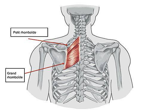 rhomboide