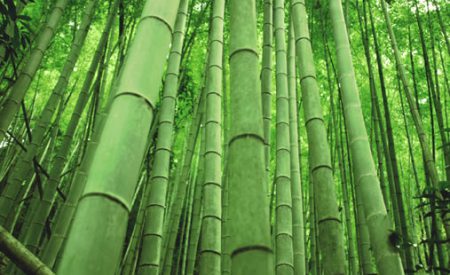 Wild Bamboo