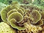 Foliose Coral