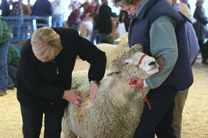 New York State Sheep and Wool Festival