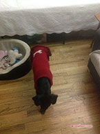 Erica's Pup Squad Sweater