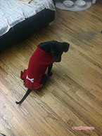 Erica's Pup Squad Sweater